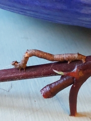Biston betularia