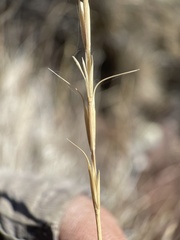 Pseudoroegneria spicata