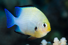 Dascyllus marginatus