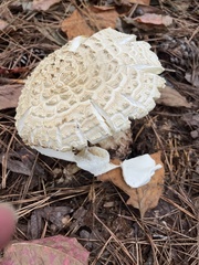 Amanita cokeri