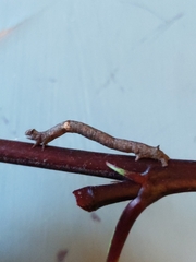 Biston betularia