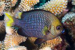 Dascyllus flavicaudus