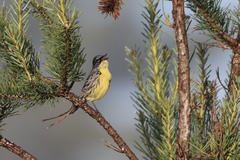 Setophaga kirtlandii