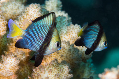 Dascyllus flavicaudus