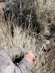 Pseudoroegneria spicata