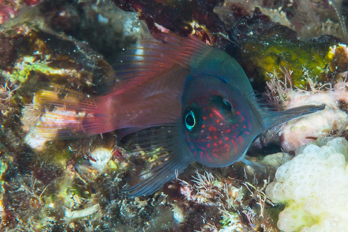 Banded fringe blenny (Cirripectes variolosus) — Blenniidae — 4