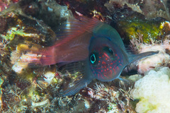 Cirripectes variolosus