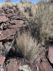 Pseudoroegneria spicata