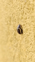 Doryphorina