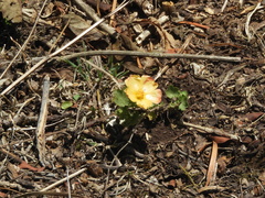 Modiolastrum malvifolium