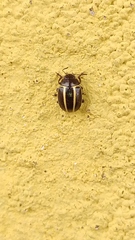 Doryphorina