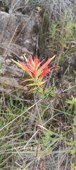 Castilleja tenuiflora