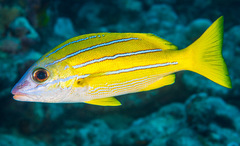 Lutjanus kasmira