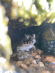 Fejervarya kawamurai