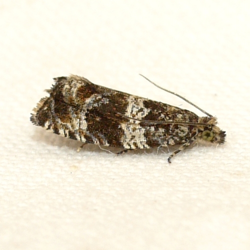 Celypha Moth photo 3