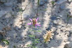 Dalea pogonathera