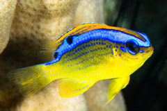 Chrysiptera leucopoma