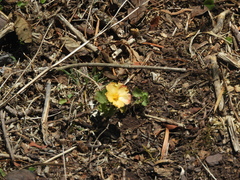 Modiolastrum malvifolium
