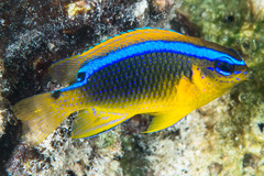 Chrysiptera leucopoma