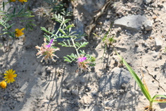 Dalea pogonathera