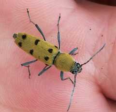 Chlorophorus glabromaculatus