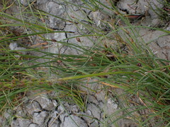 Triglochin maritima