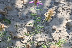 Dalea pogonathera