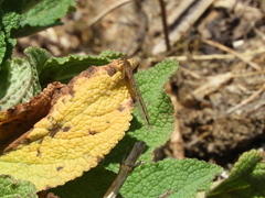 Protallagma titicacae