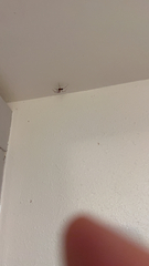 Steatoda grossa