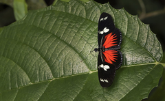 Heliconius doris