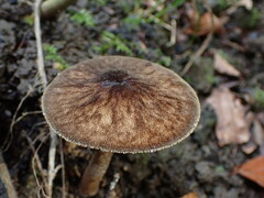 Pluteus umbrosus