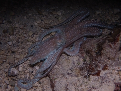 Octopus briareus