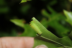 Antheraea polyphemus olivacea