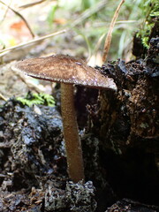 Pluteus umbrosus