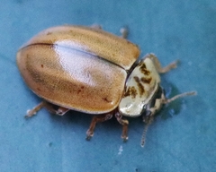 Aphidecta obliterata