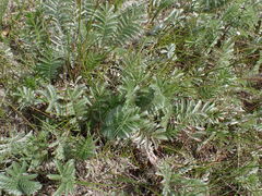 Potentilla hippiana