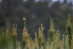 Setophaga kirtlandii