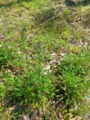 Cynoglossum australe