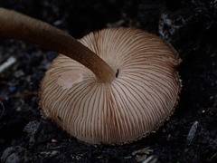 Pluteus umbrosus