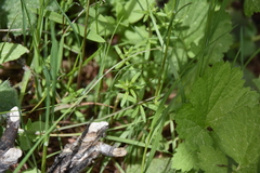 Galium trifidum
