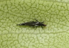 Phlaeothripidae