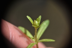 Galium trifidum