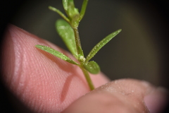 Galium trifidum