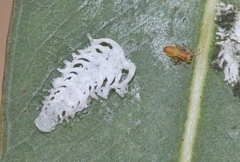 Eucalyptolyma maideni