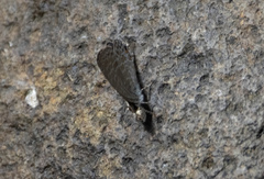 Catopyrops ancyra