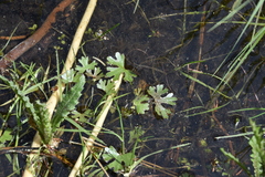 Ranunculus gmelinii