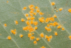 Melampsora occidentalis