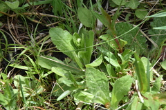 Erigeron philadelphicus