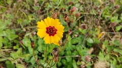 Coreopsis tinctoria