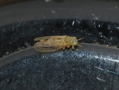 Cryptoneossa triangula